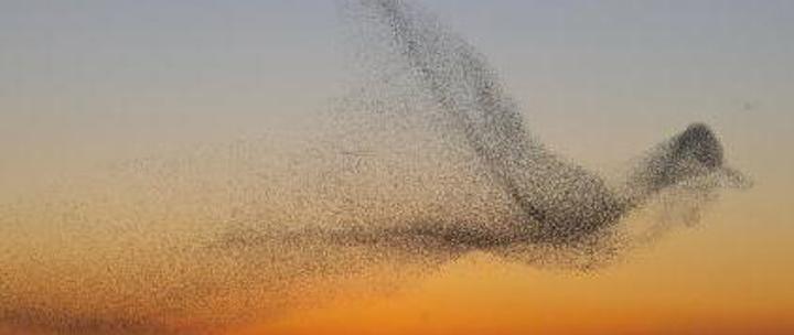birds