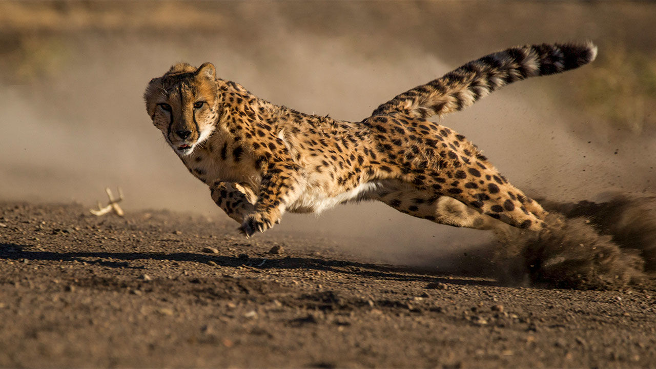 cheetah