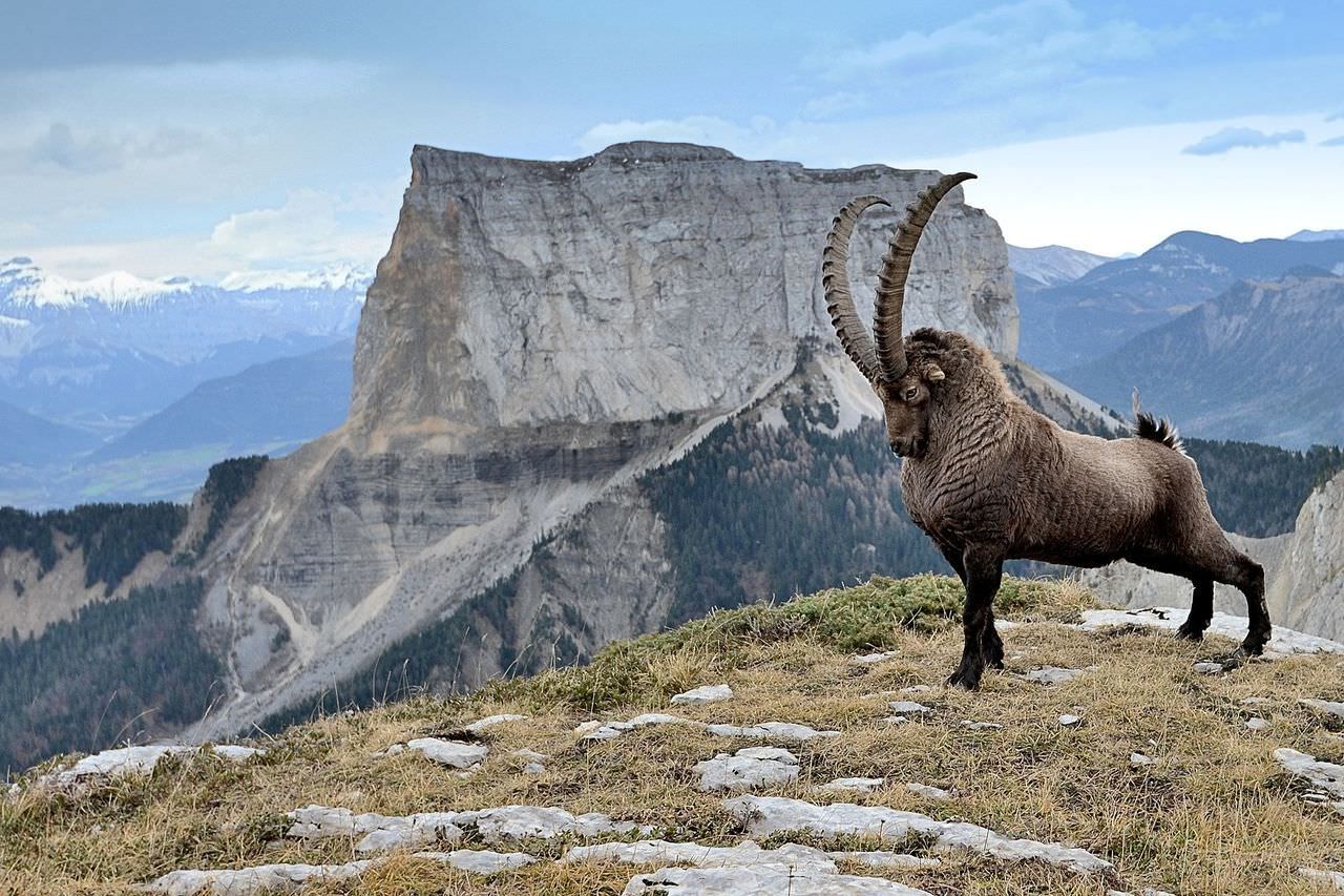 ibex
