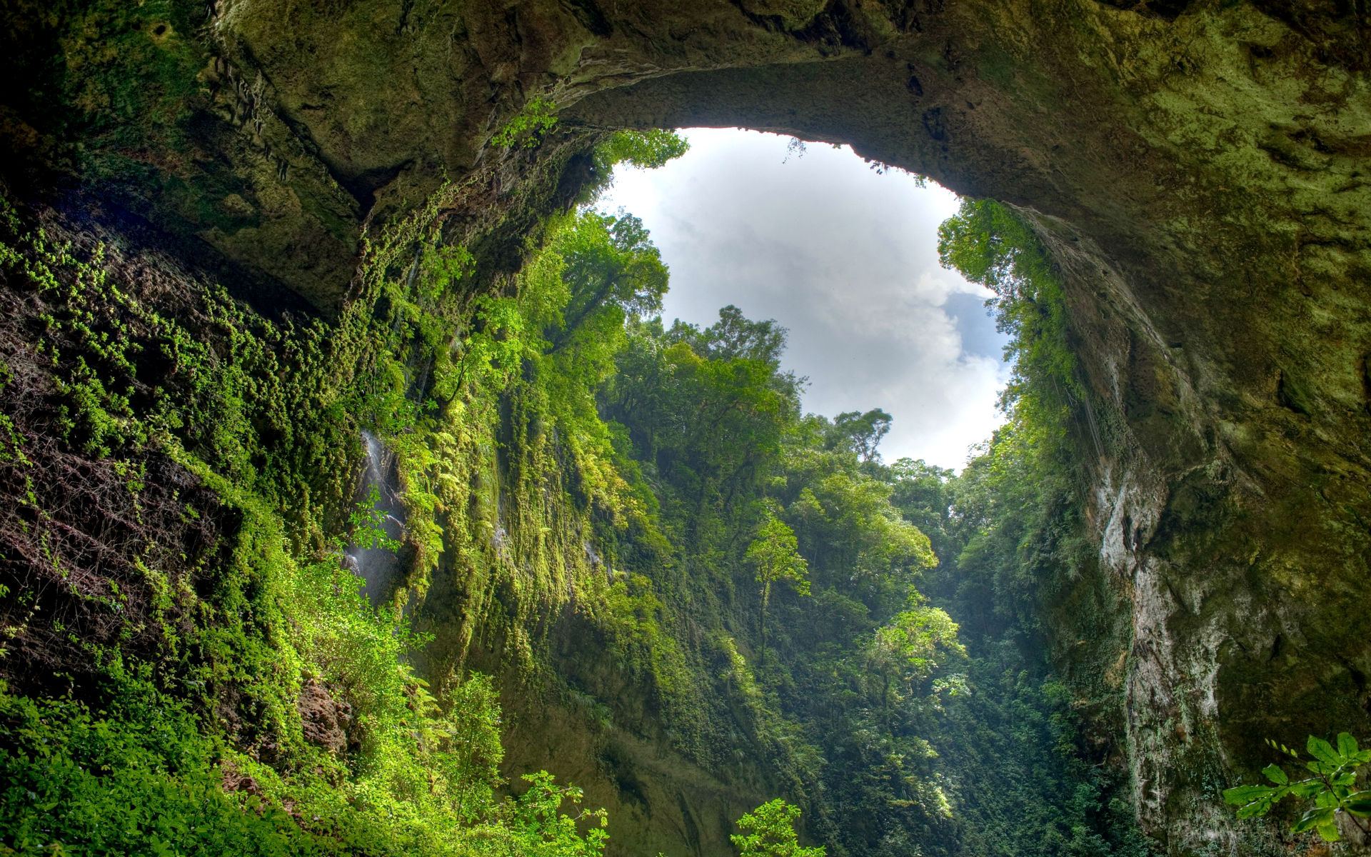 jungle